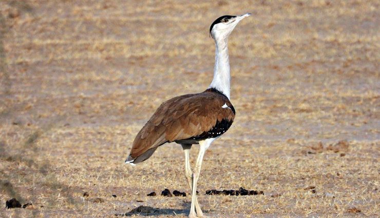 rann utsav,places to visit during rann utsav,black magnetic mountains,birders paradise at mandvi,unearthing history at dholavira,ancient buddhist paintings at siyot,spotting the rare indian bustard