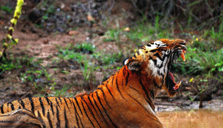 wildlife safaris,adventorus wildlife safari,north india,travel,tourism,india tourism,tourist places in india