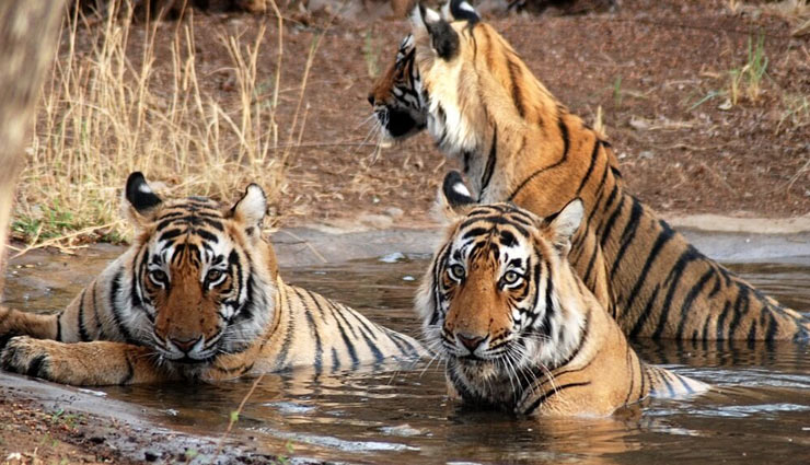 five national parks of india,national parks,visit these national parks to see tigers,tigers,national parks,holidays,travel,tourism