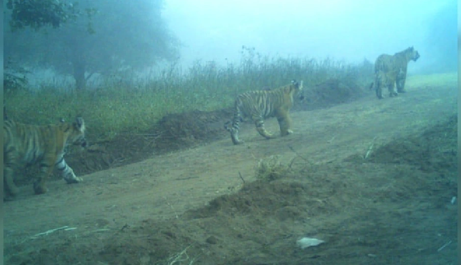 बाघिन T-2307 ने 3 शावकों को द‍िया जन्म, वन मंत्री ने सोशल मीडिया पर साझा की खुशखबरी