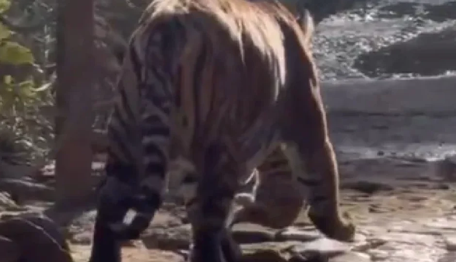 रणथंभौर: बाघों की संख्या में इजाफा, दो शावकों के साथ दिखी बाघिन सुल्ताना