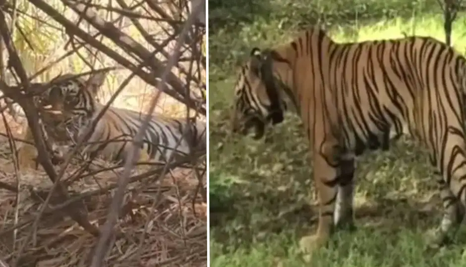 रिहायशी इलाकों में दहशत फैलाने वाला बाघ अब बना ‘रोमांटिक’, सुल्ताना की बेटी का हुआ दीवाना, साथ कैफे के पीछे दिखा