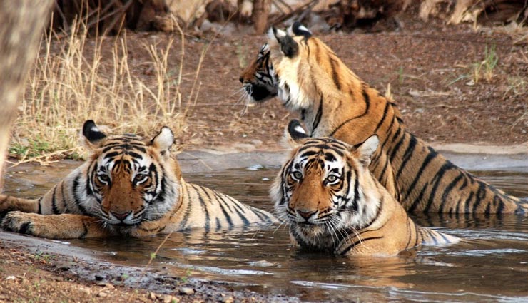 tourist places,indian tourist places,indian wild life sanctuaries,popular tourist places