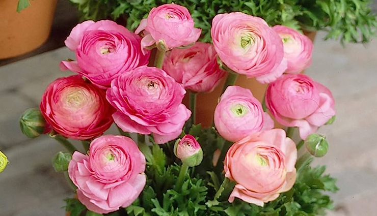 roses look-alike flowers,flowers similar to roses,rose-like blooms,dahlia vs. rose,peony and rose comparison,tulip vs. rose,carnation resembling rose,gardenia vs. rose,ranunculus and rose comparison,flowers with rose-like petals,rose-like blossoms,rosesque flowers,flowers that resemble roses,identifying flowers similar to roses,flowers that look like roses,rose-mimicking blooms,flowers often mistaken for roses,recognizing rose-like flowers,flowers with rose-like characteristics,floral varieties resembling roses