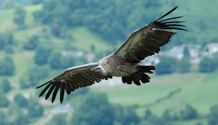 5 Places in India To Spot Species of Raptors 