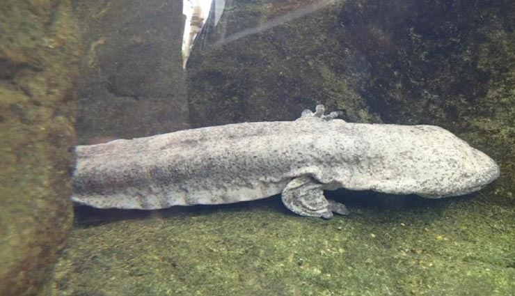 बिना कुछ खाए कई सालों तक जिंदा रह सकता हैं यह अजीबोगरीब जीव weird news,weird information,world most rare creature,salamander