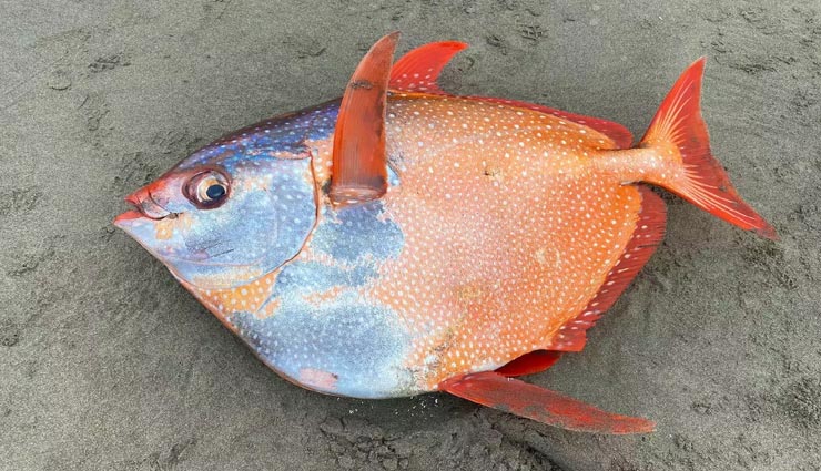 समुद्र से निकलकर बाहर आई ऐसी रंगीन मछली जिसे देखकर उड़े सभी के होश