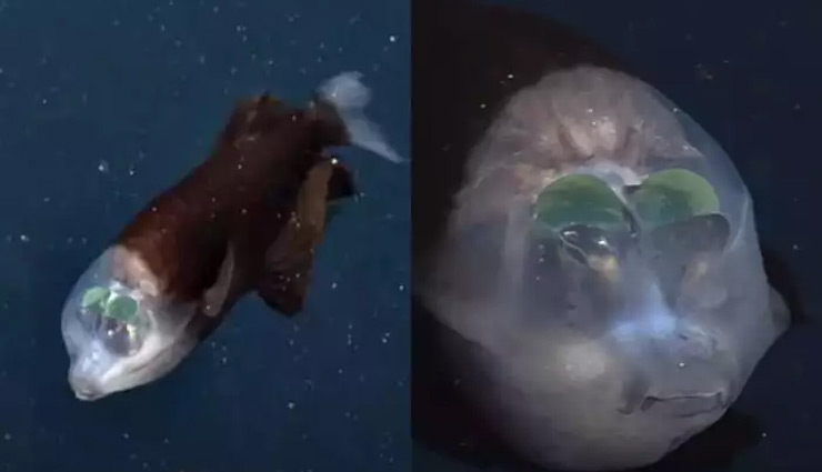 समंदर के अंदर दिखी हरी आंखों और ट्रांसपेरेंट सिर वाली मछली, वीडियो वायरल