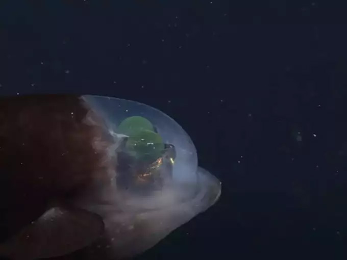 समंदर के अंदर दिखी हरी आंखों और ट्रांसपेरेंट सिर वाली मछली, वीडियो वायरल monterey bay aquarium research institute,deep sea fishing,deep sea fish,barreleye fish news in hindi,omg news,weird news