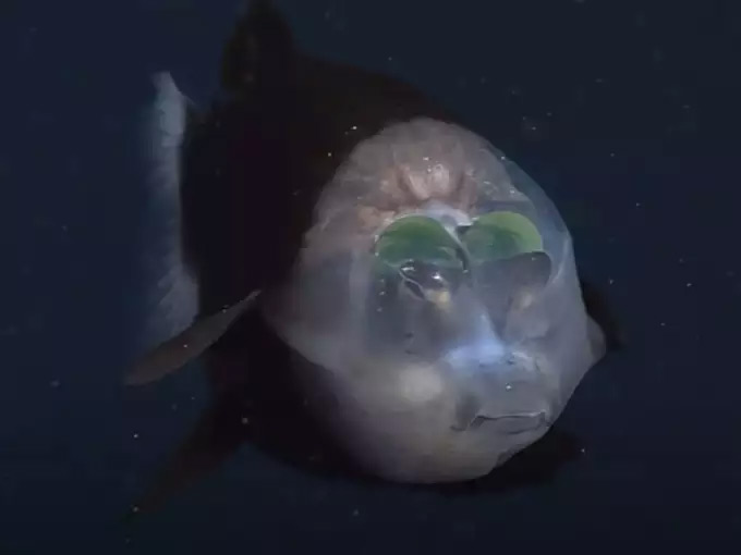 समंदर के अंदर दिखी हरी आंखों और ट्रांसपेरेंट सिर वाली मछली, वीडियो वायरल monterey bay aquarium research institute,deep sea fishing,deep sea fish,barreleye fish news in hindi,omg news,weird news