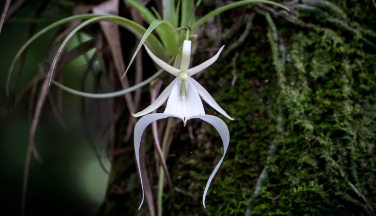 enticing rare flowers in the world,rare flowers,juliet rose,ghost orchid,fire lily,chocolate cosmos,kadupul flower,corpse flower,jade vine