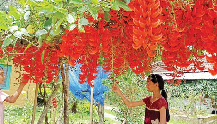 enticing rare flowers in the world,rare flowers,juliet rose,ghost orchid,fire lily,chocolate cosmos,kadupul flower,corpse flower,jade vine