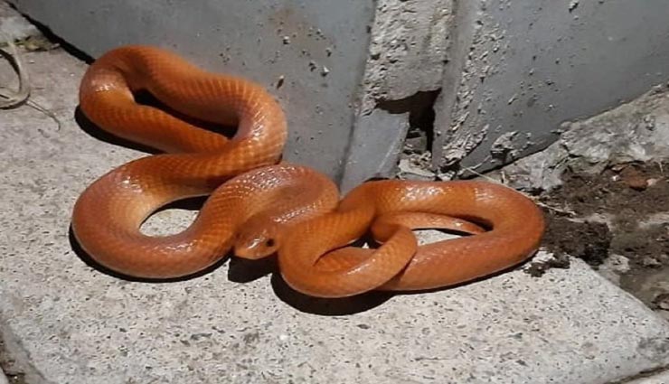 बारिश के बाद निकले इस दुर्लभ सांप की खूबसूरती देख दंग रह गए लोग weird news,weird incident,weird snake,rare snake,red coral kukri snake