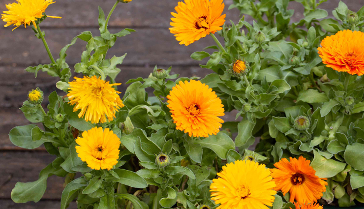 rashes,home remedies to treat rashes,Health tips,fitness tips,home remedies,natural remedies,skin remedies