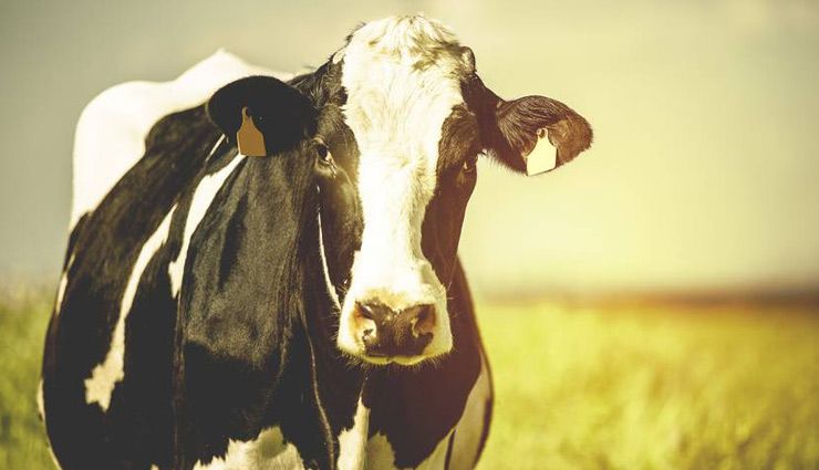 Cabinet approves establishment of Rashtriya Kamdhenu Aayog