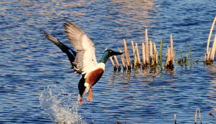 beautiful lakes in west bengal,mirik lake,jore pokhri lake,senchal lake,rasikbil lake,rabindra sarovar lake,santragachhi jheel,motijhil lake,benuka lake,amarabati lake,kolkata lake,kapil muni temple lake,samsing lake,bethuadahari lake,tajpur lake,west bengal tourism,scenic lakes,nature in west bengal,boating in west bengal lakes,top lakes to visit in west bengal