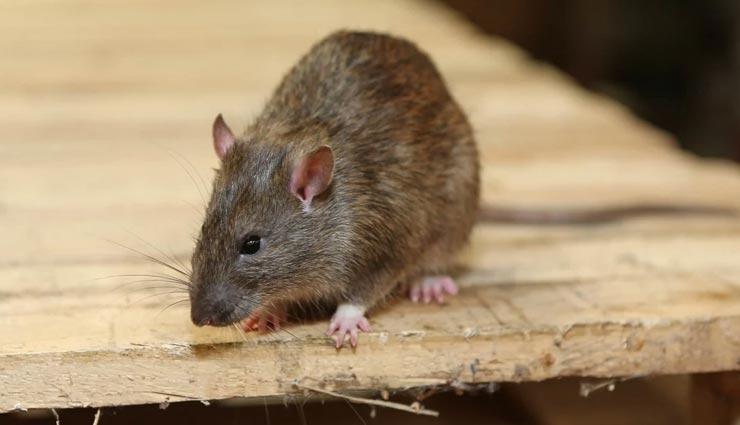 home tips,home remedies,household tips,black pepper tips