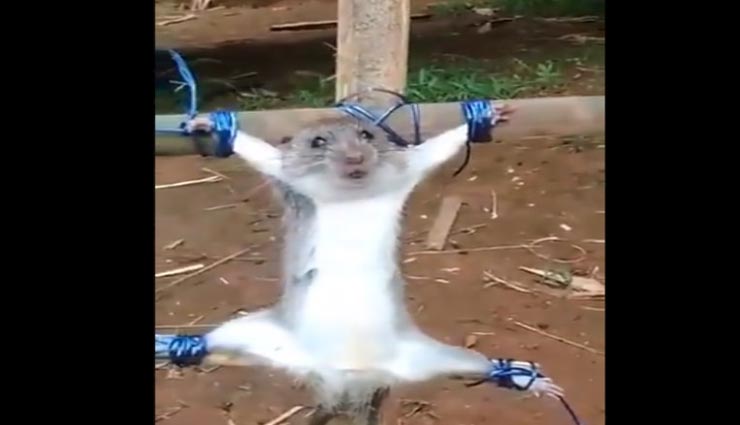 चूहे को सजा देने वाला यह वीडियो सोशल मीडिया पर हो रहा वायरल, देखकर आप भी रह जाएंगे दंग