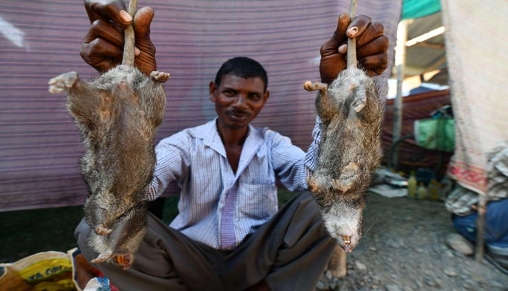 weird news,weird market,rat meat,guwahati,kumarikata ,anoखी खबर, अनोखा बाजार, चूहे का मांस, गुवाहाटी, कुमारिकता  