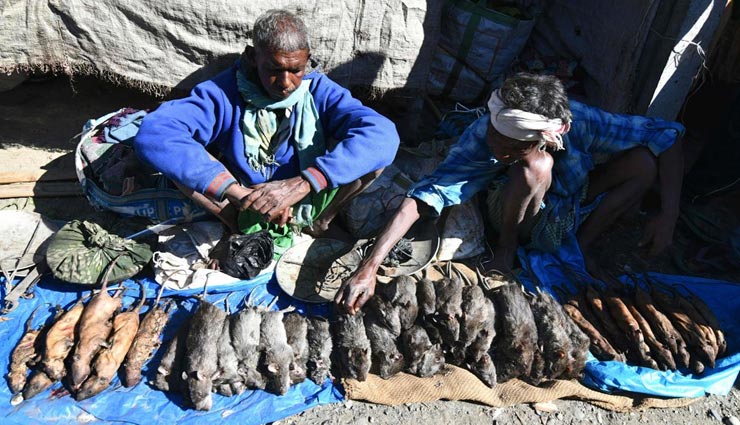 आखिर क्यों यहां चिकन से महंगा बिक रहा है चूहे का मांस, कारण जान रह जाएंगे हैरान 