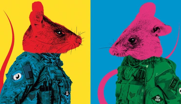 यहां के चूहे बने इंसानों की जान का मसीहा, बारूदी सुरंगें खोज उन्हें नष्ट करने में कर रहे मदद