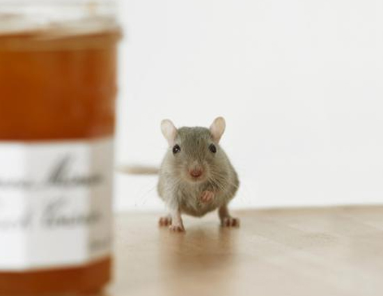 घर से चूहे भगाने के 5 घरेलू उपाय