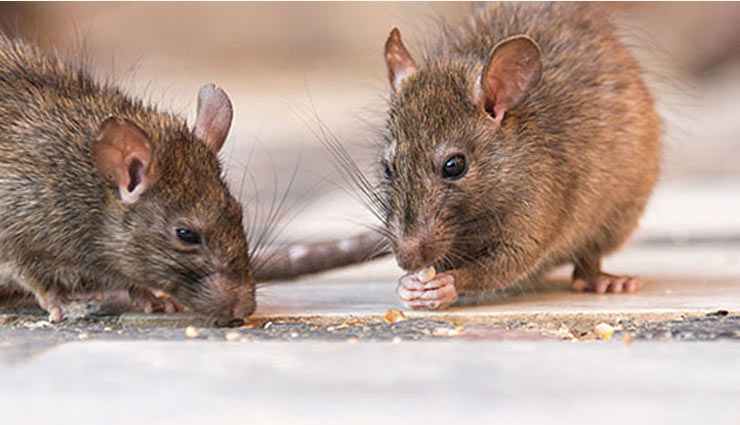 घर में चूहों से है परेशान तो इन उपायों की मदद से पाए छुटकारा