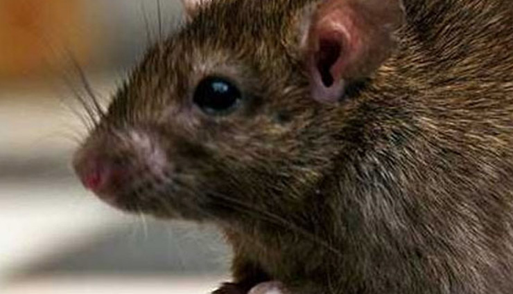 चूहा घोटाला: महाराष्ट्र सरकार ने दी सफाई, घोटाला हुआ ही नहीं