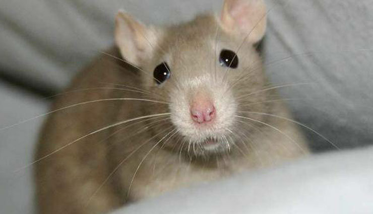 घर में फैला हुआ है चूहों का आतंक, इन 5 आसान उपायों से पाएं निजात rats,home remedies,get rid of mouse