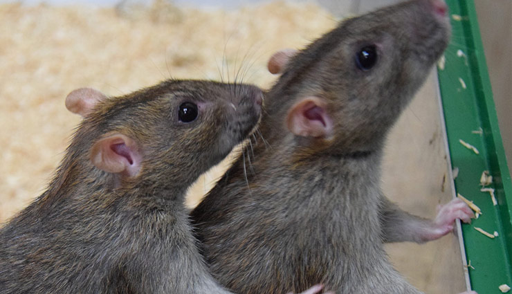 वैज्ञानिकों ने माना भविष्य में बच्चा पैदा करने के लिए नहीं होगी मां की जरूरत baby born,baby health,baby born without mother,in-vitro gametogenesis