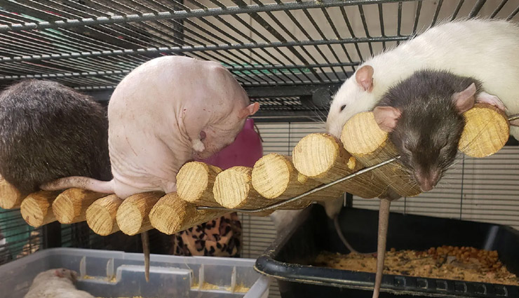 इस महिला ने घर पर पाल रखे है 50 चूहे, बोली- ये मेरे बच्चे जैसे women,babies,rats