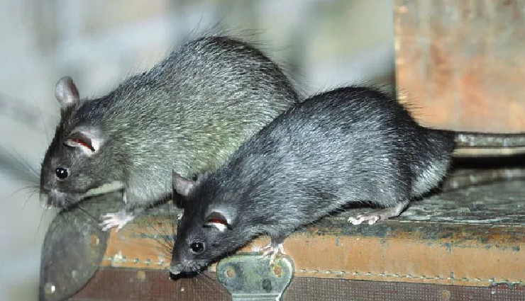 सीकर : टीचर के शव को मोर्चरी में चूहों ने कुतरा, देख परिजन हुए हैरान