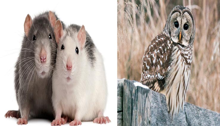 rats,remedies to get rid of rats,home remedies,home tips
