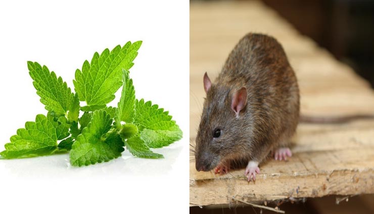 rats,remedies to get rid of rats,home remedies,home tips