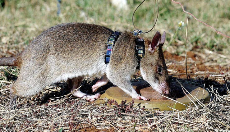 weird news,weird incident,rats detect landmines ,अनोखी खबर, अनोखा मामला, चूहों का बारूदी सुरंगों को ढूंढना