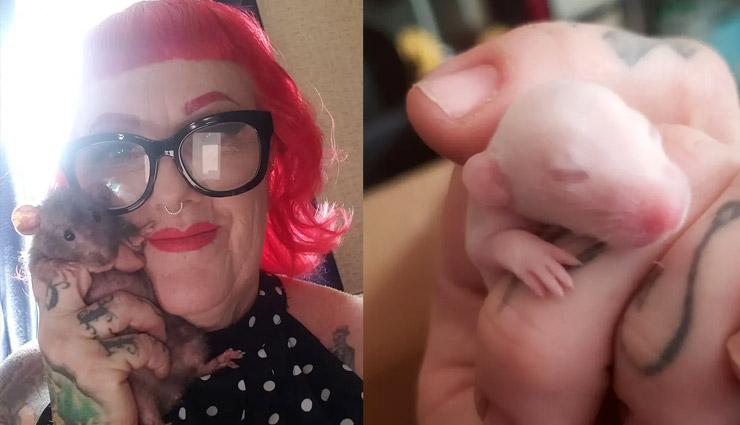 इस महिला ने घर पर पाल रखे है 50 चूहे, बोली- ये मेरे बच्चे जैसे women,babies,rats