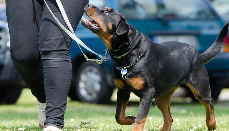 दुनिया के सबसे खतरनाक कुत्ते, इन्हें पालने पर भी लगाया हुआ है बैन