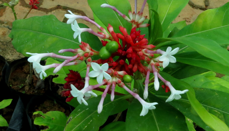 high blood pressure under control,natural ways to treat high blood pressure under control,blood pressure,blood pressure treatment,Health