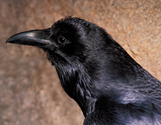 Even Raven Birds Can Predict Future