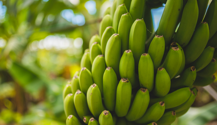 raw banana,health benefits of raw banana,raw banana nutrition,benefits of eating raw banana,raw banana for weight loss,raw banana recipes,raw banana for digestion,raw banana and diabetes,raw banana health tips,how to cook raw banana,raw banana as superfood,raw banana for skin,raw banana for hair,raw banana calories,raw banana benefits for heart