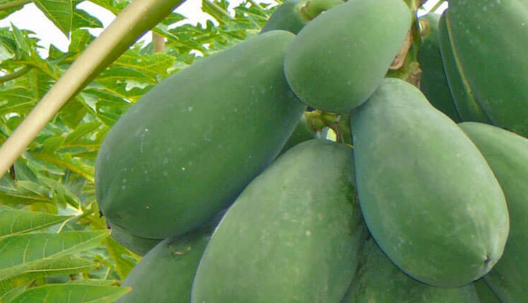 raw papaya,constipation,stomach,cancer,blood sugar,gharelu nuskhe,urine infection,diabetes,breast feeding,weight loss,immunity,arthritis,health benefits,health benefits in hindi