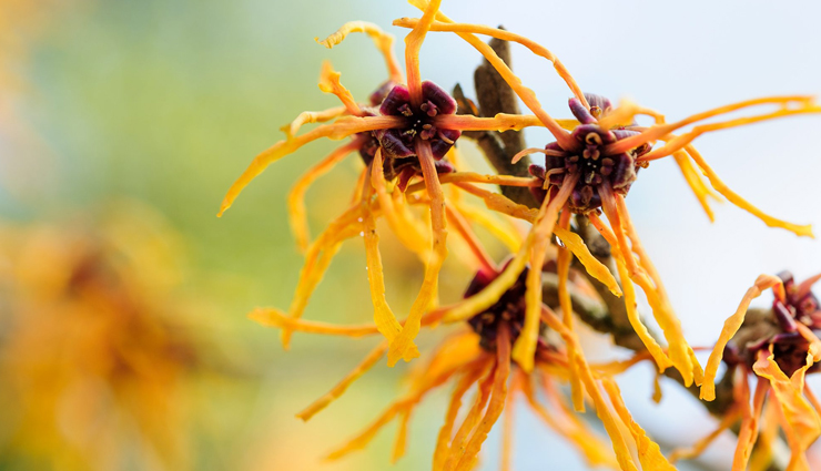 home remedies for razor burns,treat razor burns naturally,effective razor burn treatments,how to soothe razor burns,remedies for razor bumps,healing razor burn at home,natural solutions for razor burns,prevent razor burn,soothing remedies for razor burn,best treatments for razor bumps