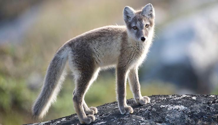 fox,fox records,weird record,shocked information