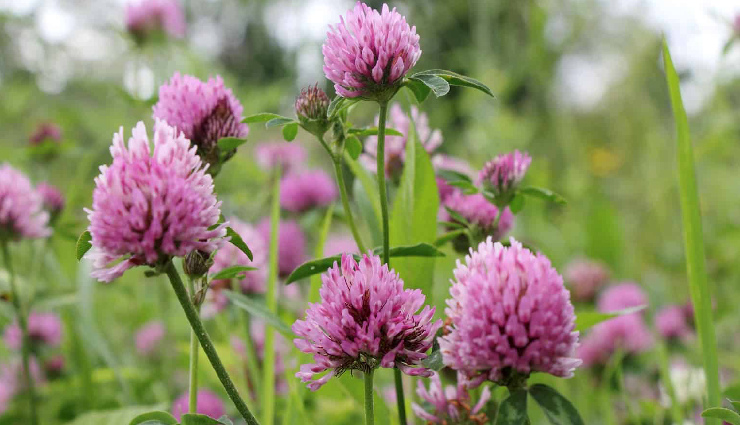 8 Amazing Health Benefits of Consuming Red Clover
