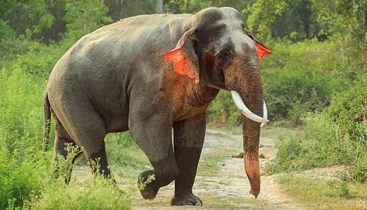 elephant with red ears