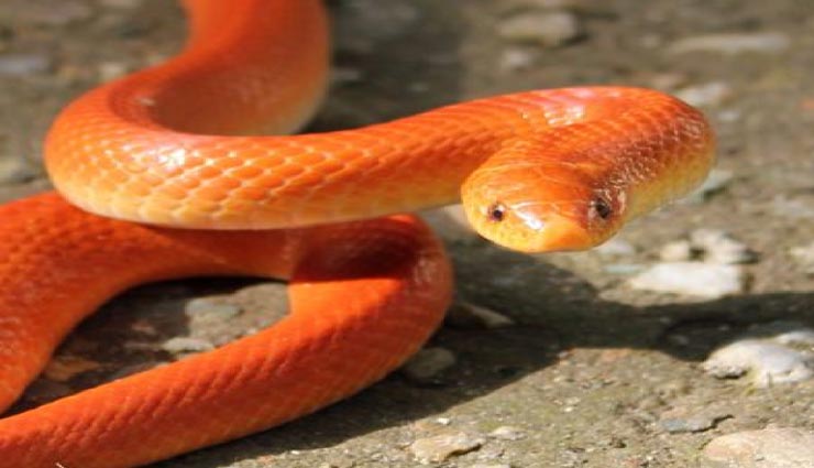 बारिश के बाद निकले इस दुर्लभ सांप की खूबसूरती देख दंग रह गए लोग