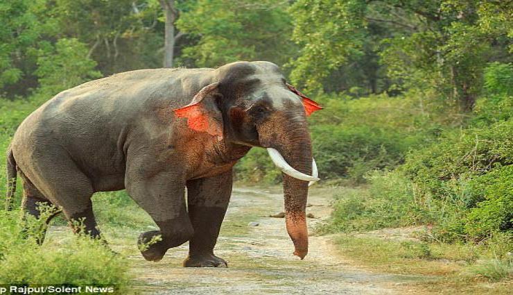 विलुप्‍त प्रजाति : लाल कान वाला अद्भुत हाथी