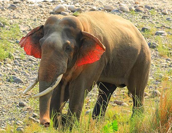 Extinct species: Amazing Elephant With Red Ears