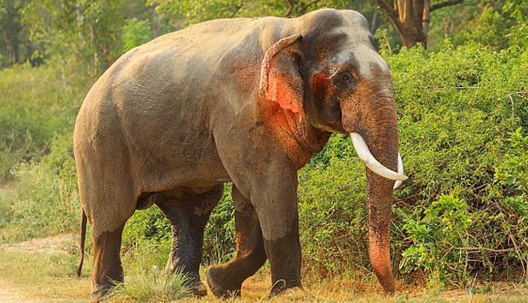 elephant with red ears