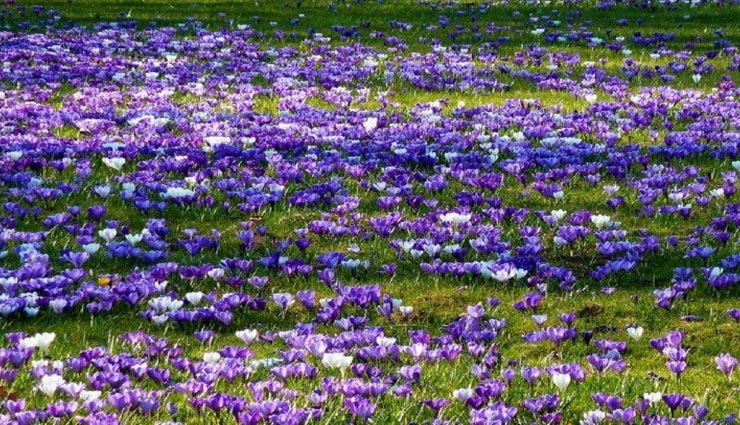 weird news,weird information,interesting facts,worlds most expensive spice,saffron,red gold